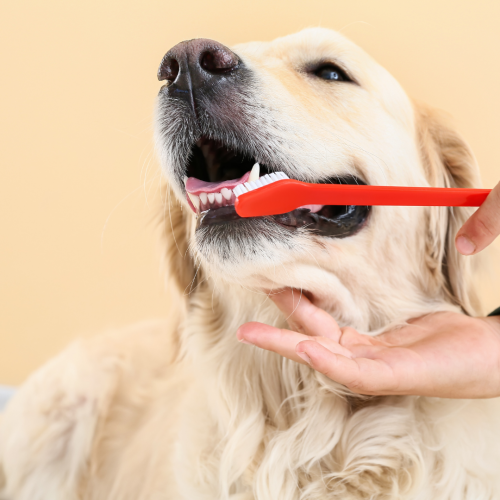 Comment prendre soin des dents de votre chien?