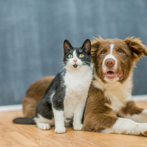 Dents de chien et de chat : comment préserver leur santé bucco-dentaire